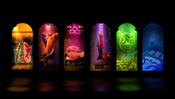 性的な魚・繁殖を忘れた魚達